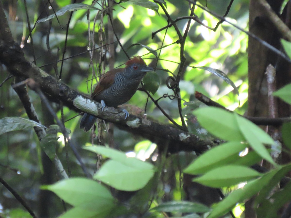 Black-throated Antshrike - Hugo Foxonet