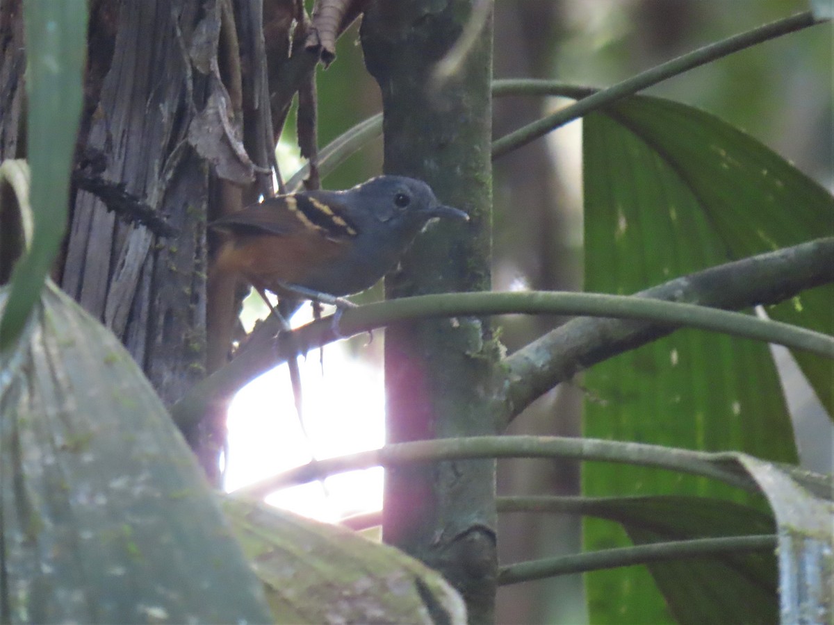 Rufous-bellied Antwren - ML609580533