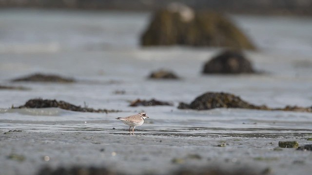 Common Ringed Plover - ML609580539