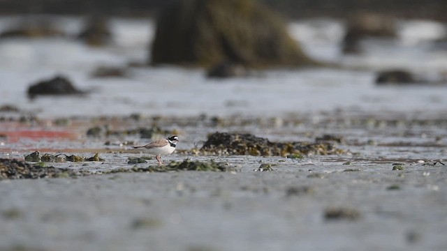 Common Ringed Plover - ML609580540