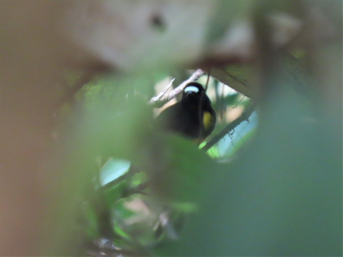 White-fronted Manakin - Hugo Foxonet