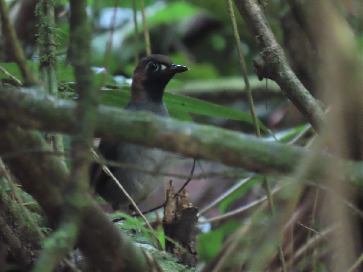 Black-faced Antthrush - Hugo Foxonet