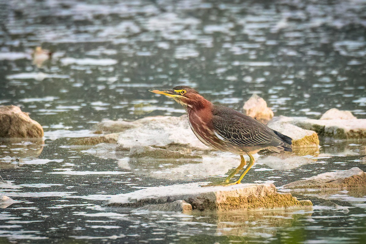 Green Heron - ML609580669