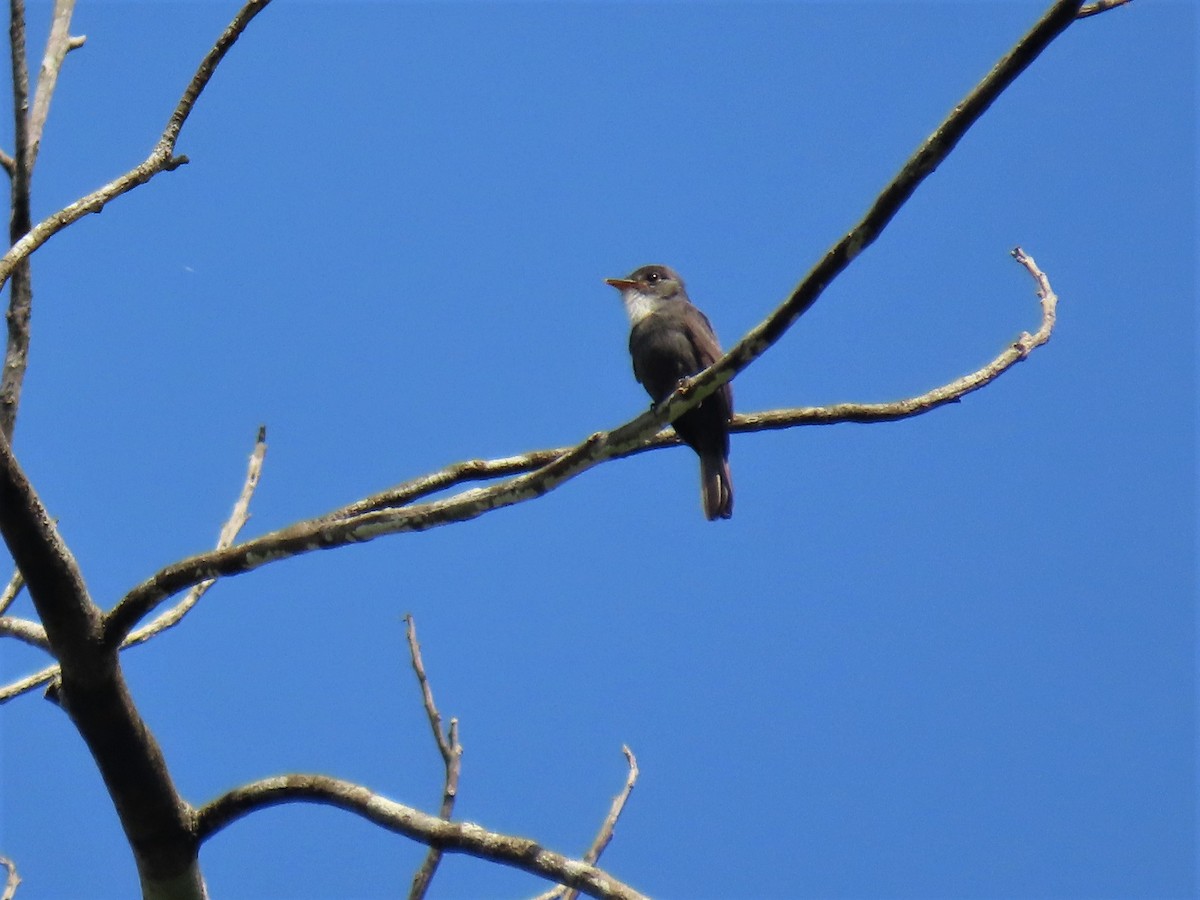 White-throated Pewee - ML609580748