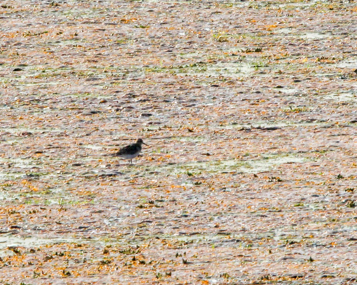 Baird's Sandpiper - Daniel S.