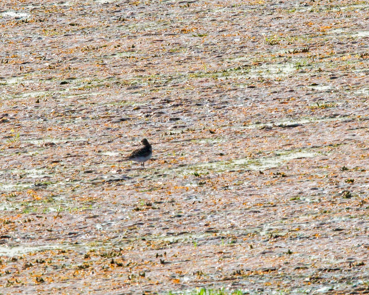 Baird's Sandpiper - ML609580764