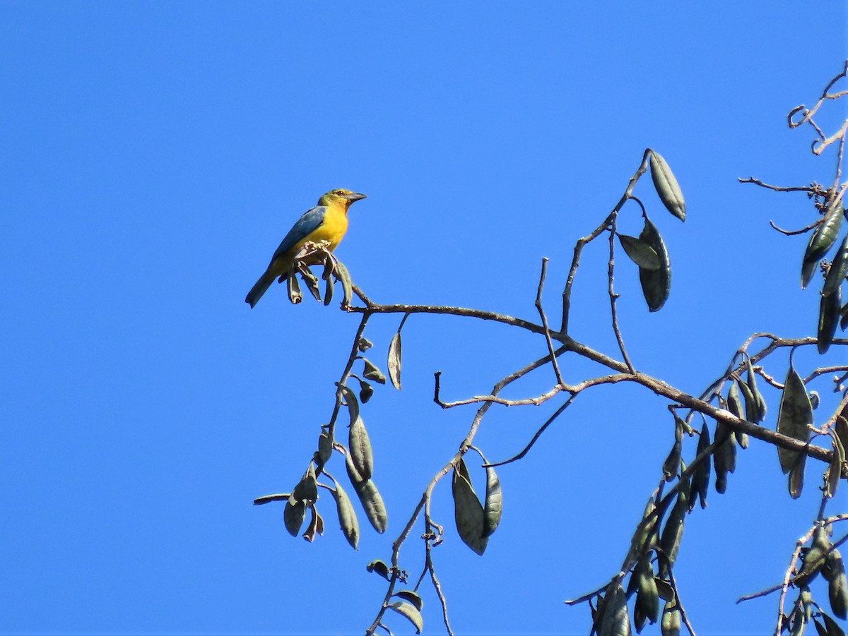 Blue-backed Tanager - Hugo Foxonet