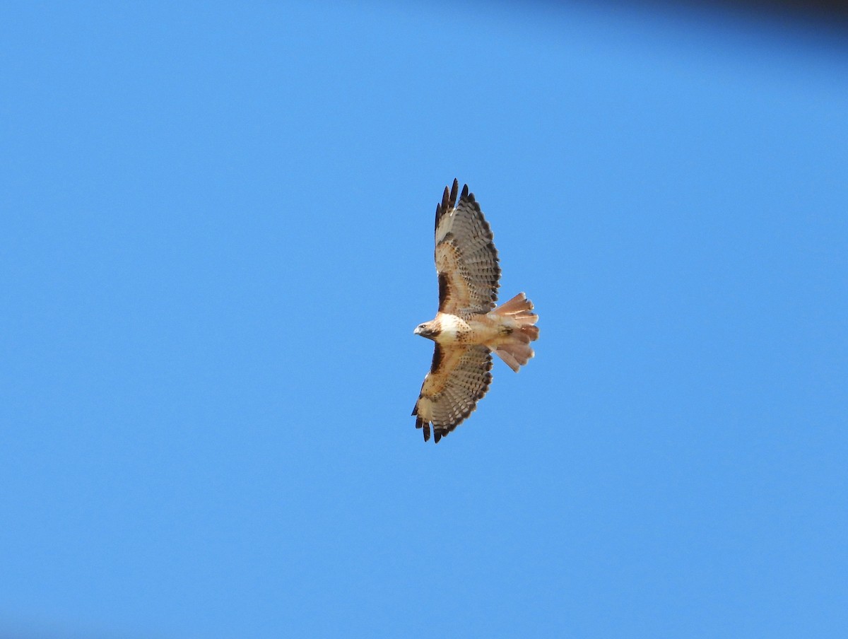 Red-tailed Hawk (calurus/alascensis) - ML609580823