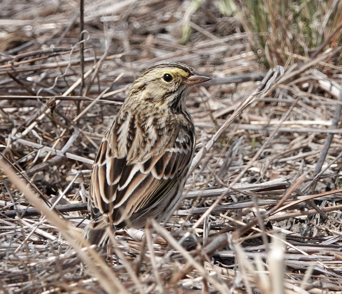 Savannah Sparrow - ML609580851