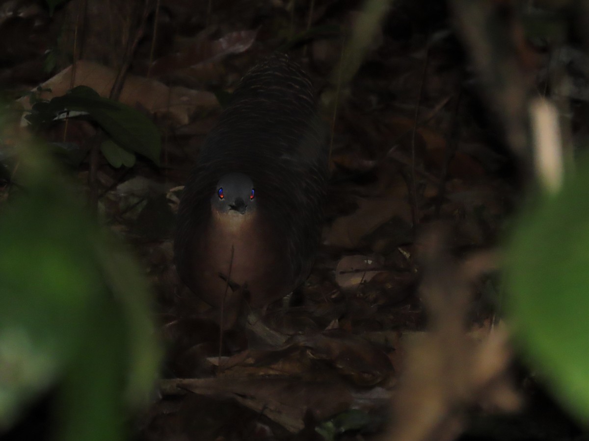 Variegated Tinamou - ML609580941