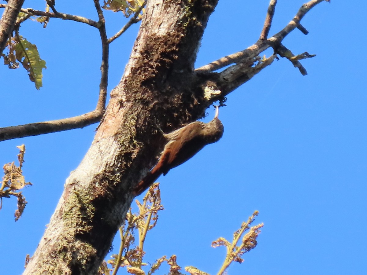 Guianan Woodcreeper - ML609581082