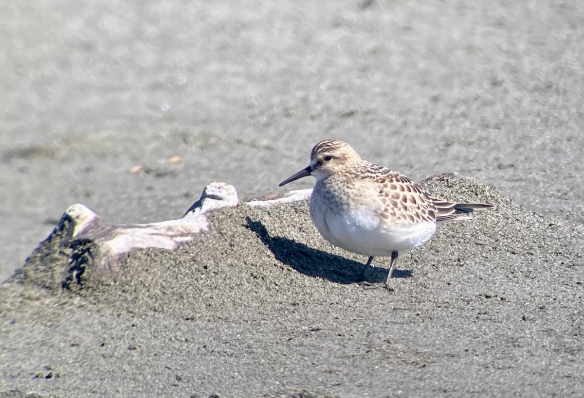 Baird's Sandpiper - ML609581185