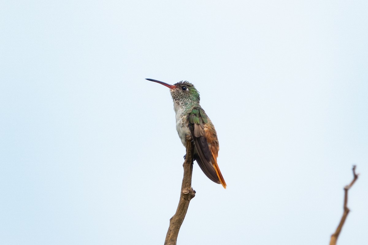 Amazilia Hummingbird - ML609581188