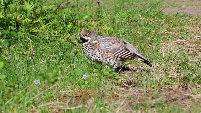 Hazel Grouse - ML609581233