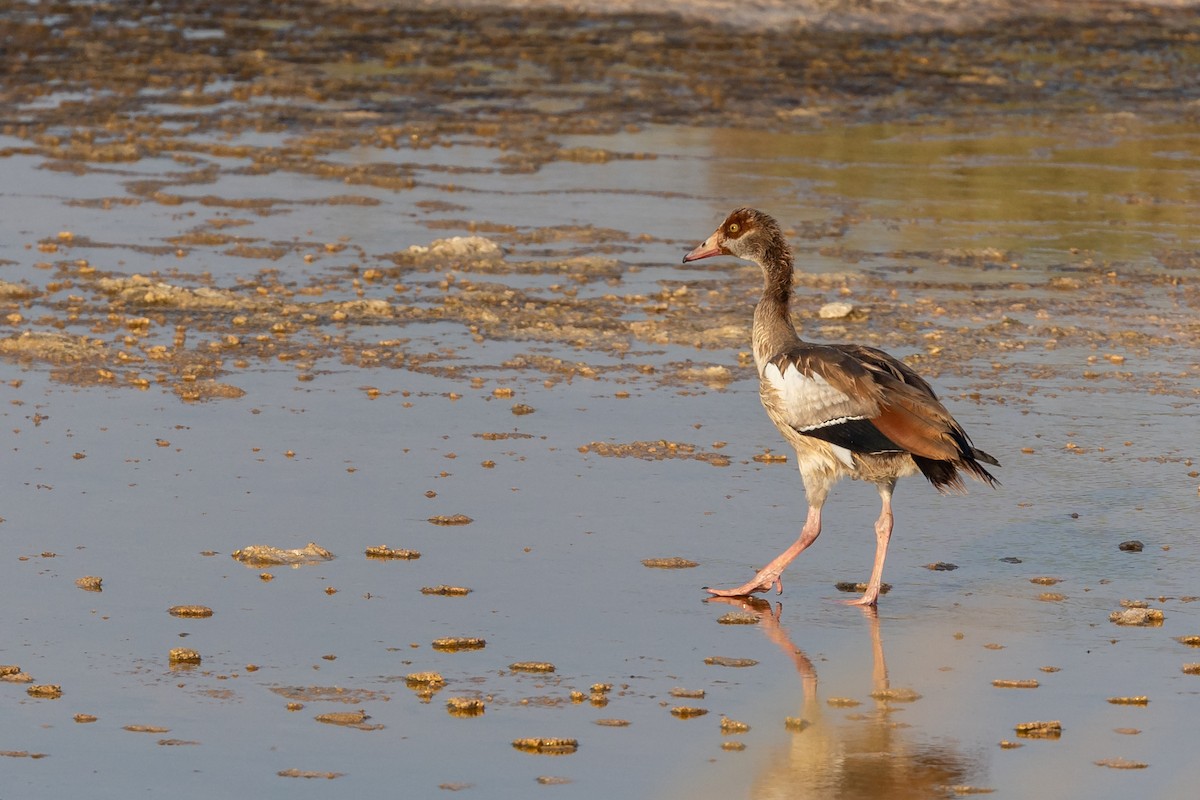 Egyptian Goose - Nikos Mavris