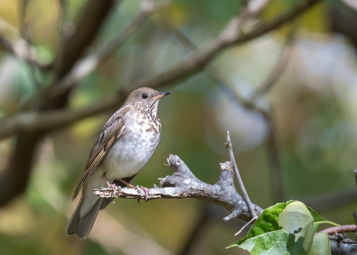 Gray-cheeked Thrush - ML609581326