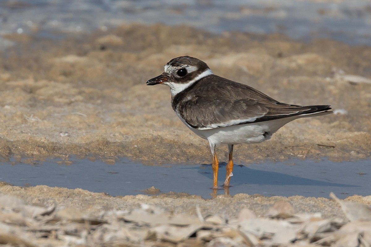 Common Ringed Plover - ML609581346