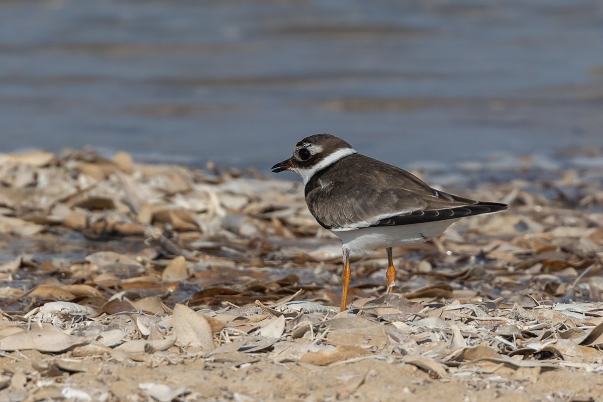 Common Ringed Plover - ML609581347