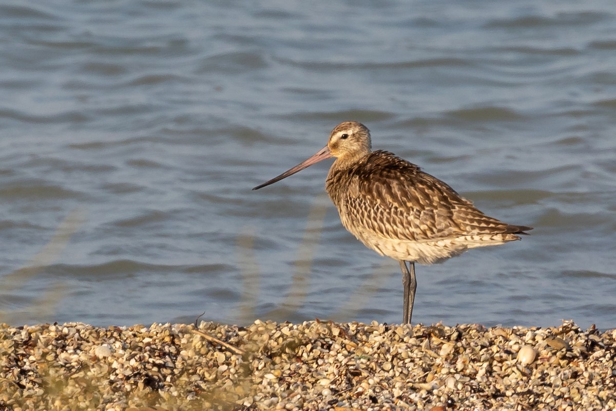 Bar-tailed Godwit - ML609581373