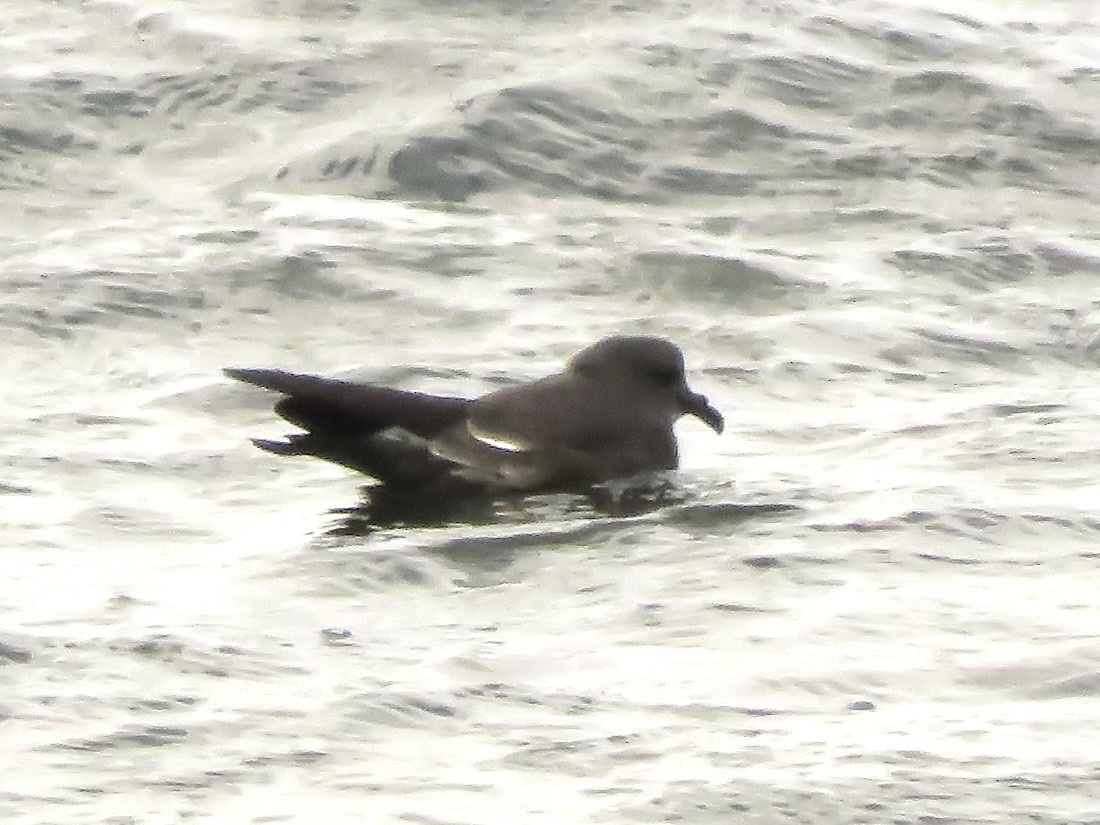 Leach's Storm-Petrel - John Brattey