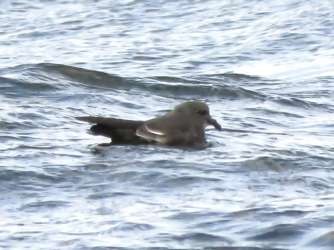 Leach's Storm-Petrel - ML609581387