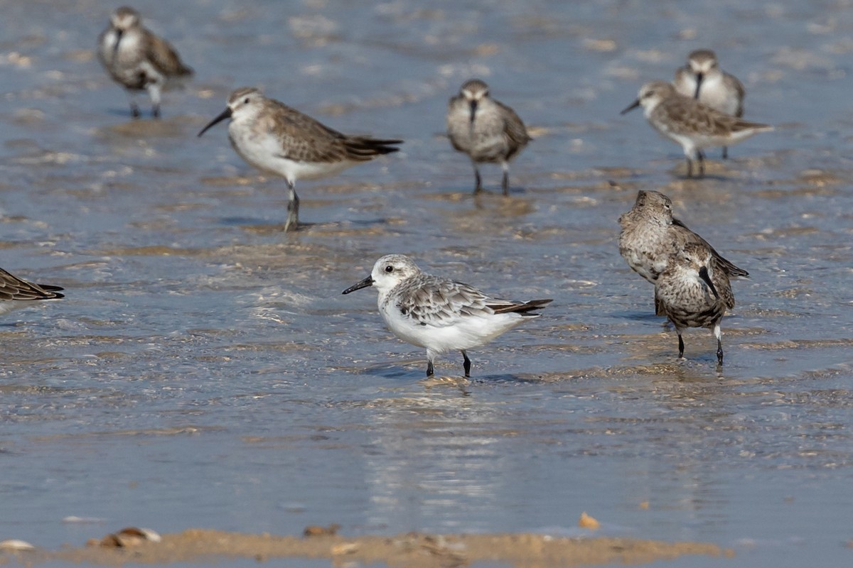 Sanderling - ML609581411