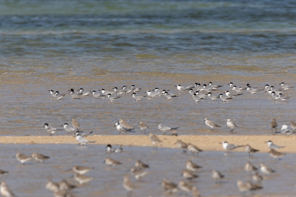 Little Tern - ML609581444