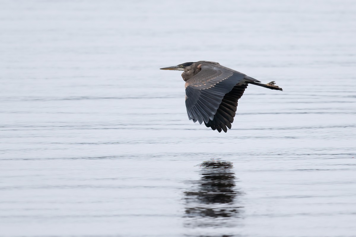 Great Blue Heron - ML609581447