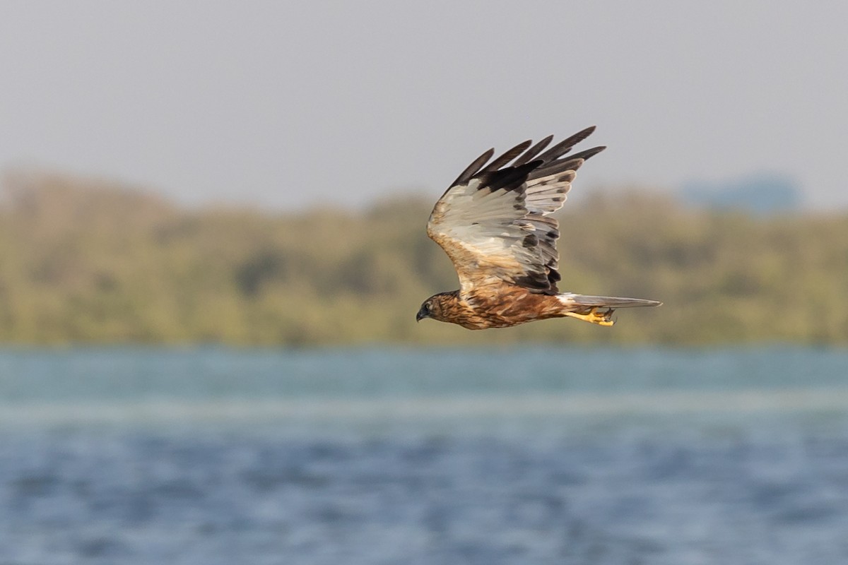 Western Marsh Harrier - ML609581473