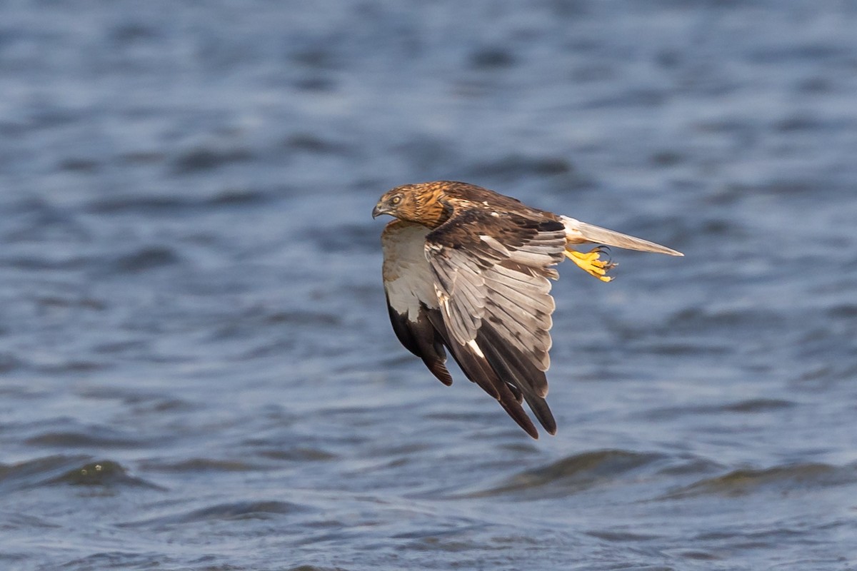 Western Marsh Harrier - ML609581475