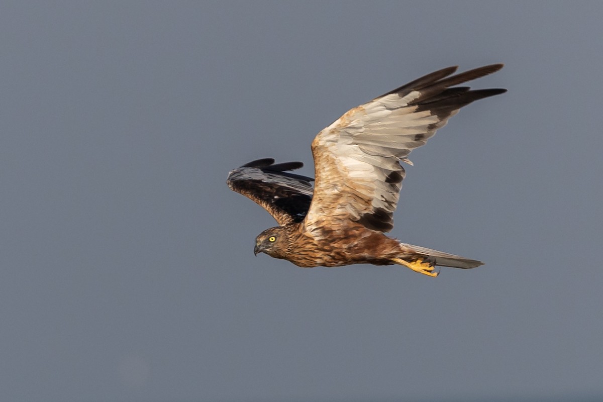 Western Marsh Harrier - ML609581477