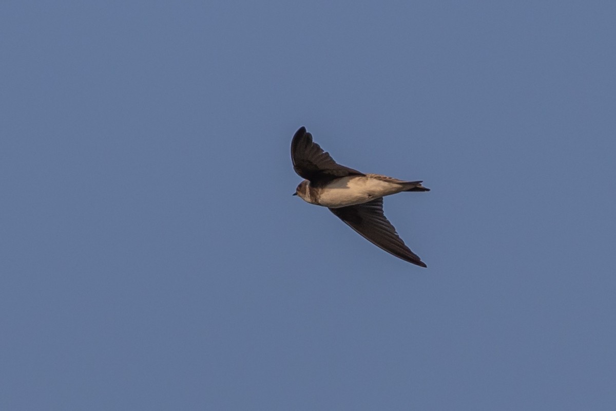 Bank Swallow - ML609581495