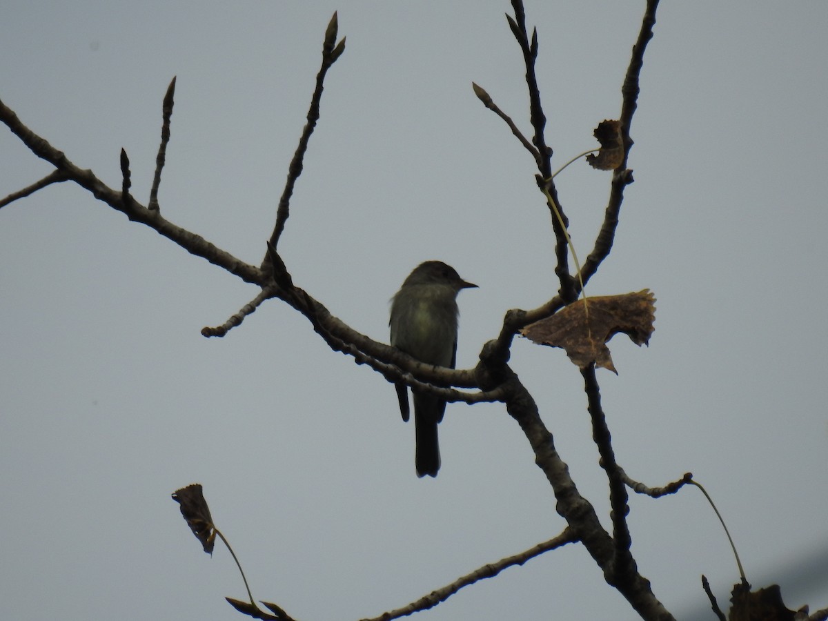 Eastern Wood-Pewee - ML609581497