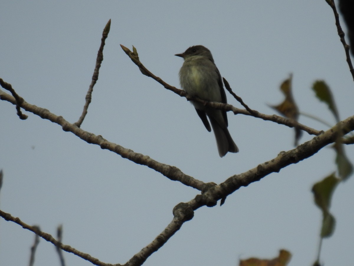 Eastern Wood-Pewee - ML609581499