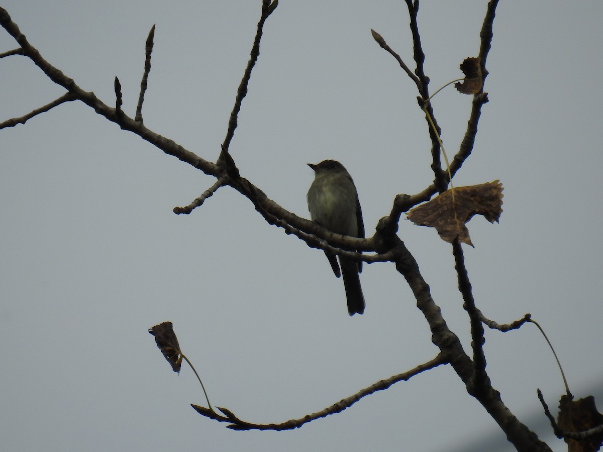 Eastern Wood-Pewee - ML609581501