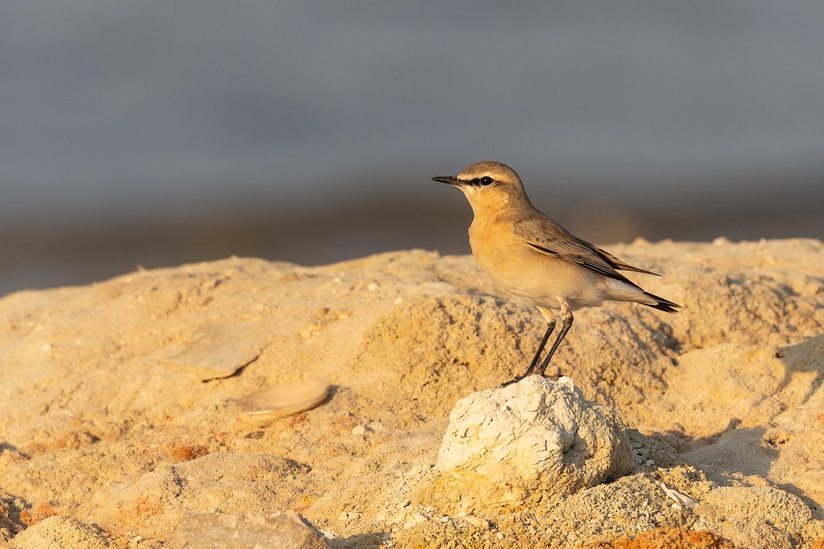 Isabelline Wheatear - ML609581511