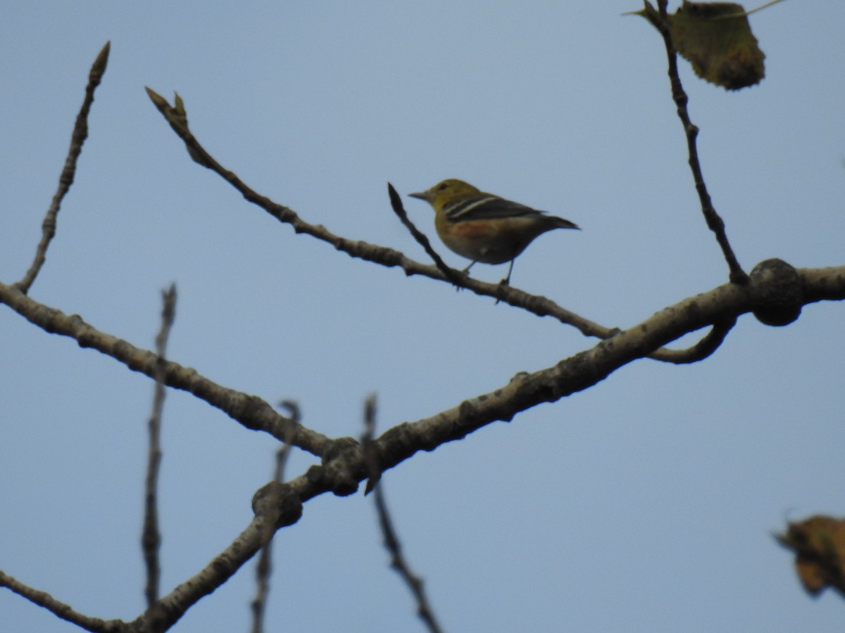 Bay-breasted Warbler - ML609581527