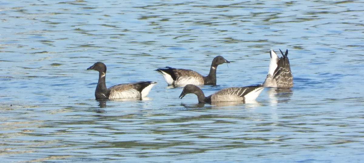 Brant (Pale-bellied) - Ignacio Aparicio