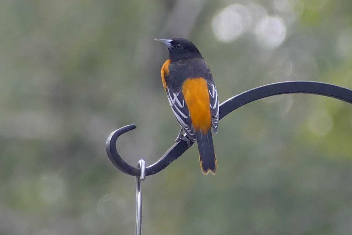 Baltimore Oriole - ML609581570