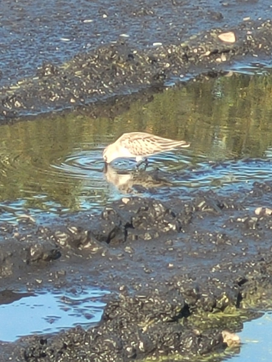 Semipalmated Sandpiper - Samuel Harris