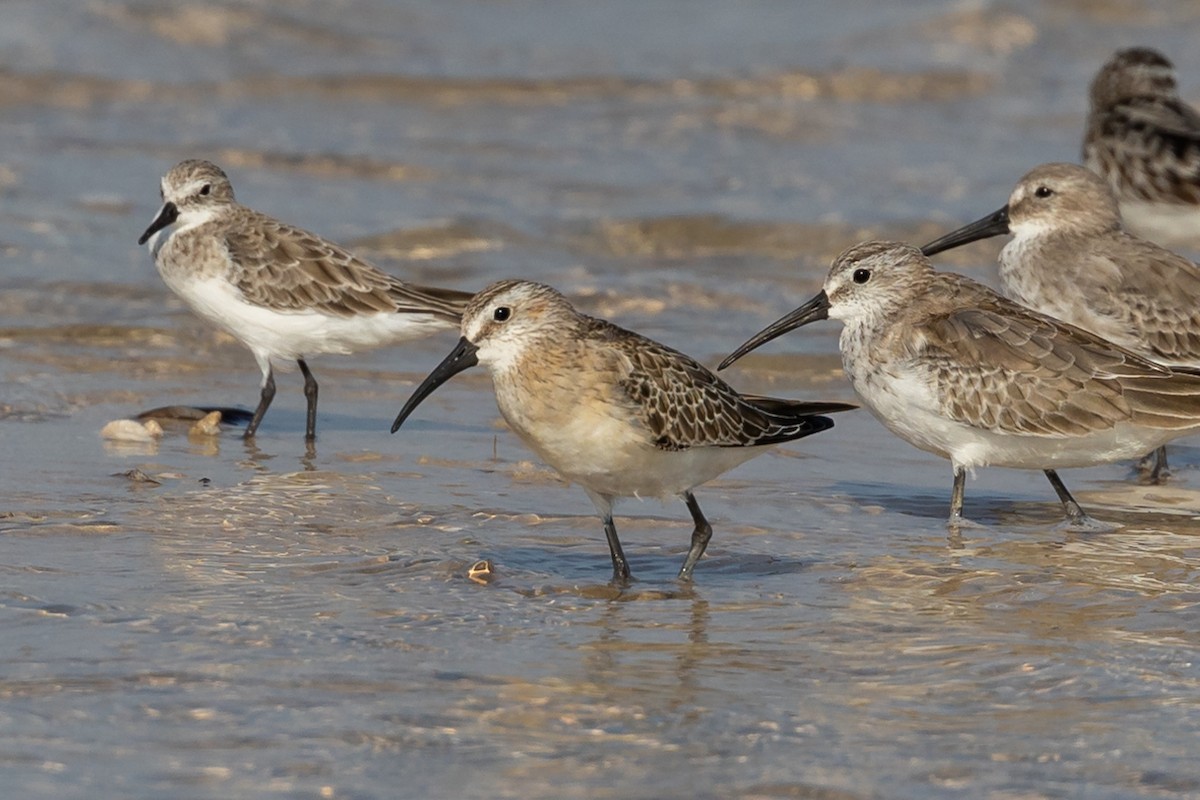 Curlew Sandpiper - ML609581602