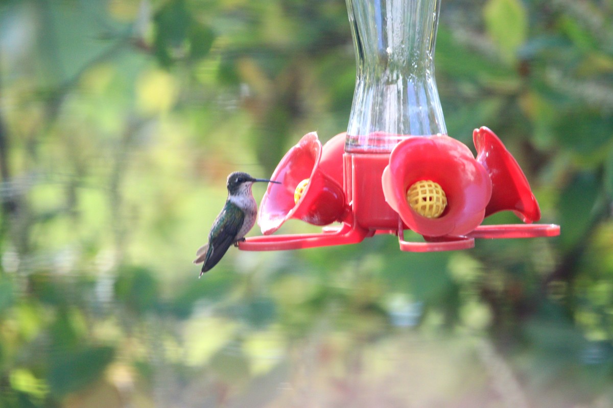 Ruby-throated Hummingbird - ML609581635