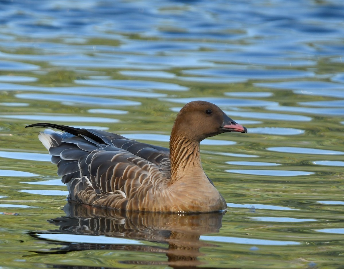 Pink-footed Goose - ML609581642
