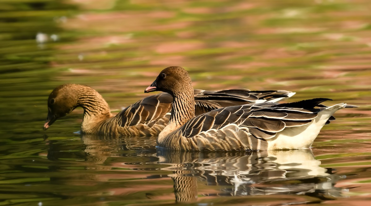 Pink-footed Goose - ML609581643