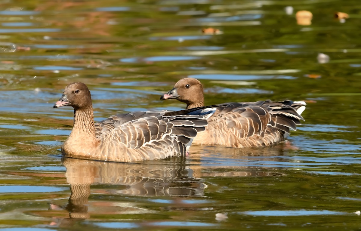 Pink-footed Goose - ML609581644