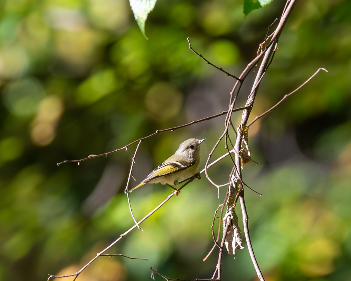 Ruby-crowned Kinglet - ML609581685