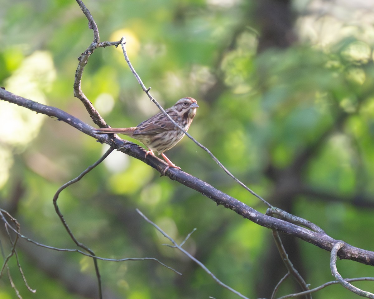 Song Sparrow - Peter Rosario