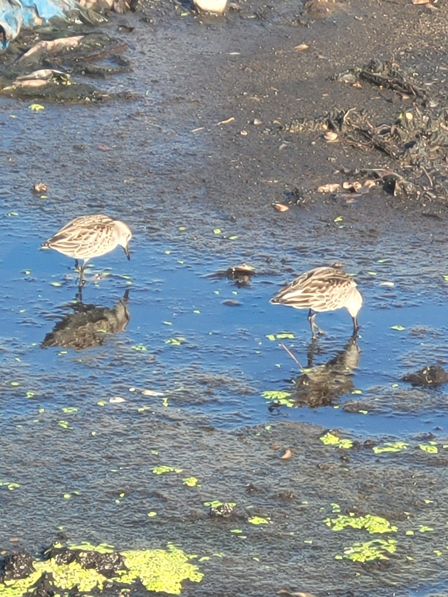 Semipalmated Sandpiper - Samuel Harris