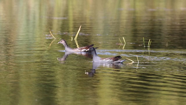 Gallinule d'Amérique - ML609581695