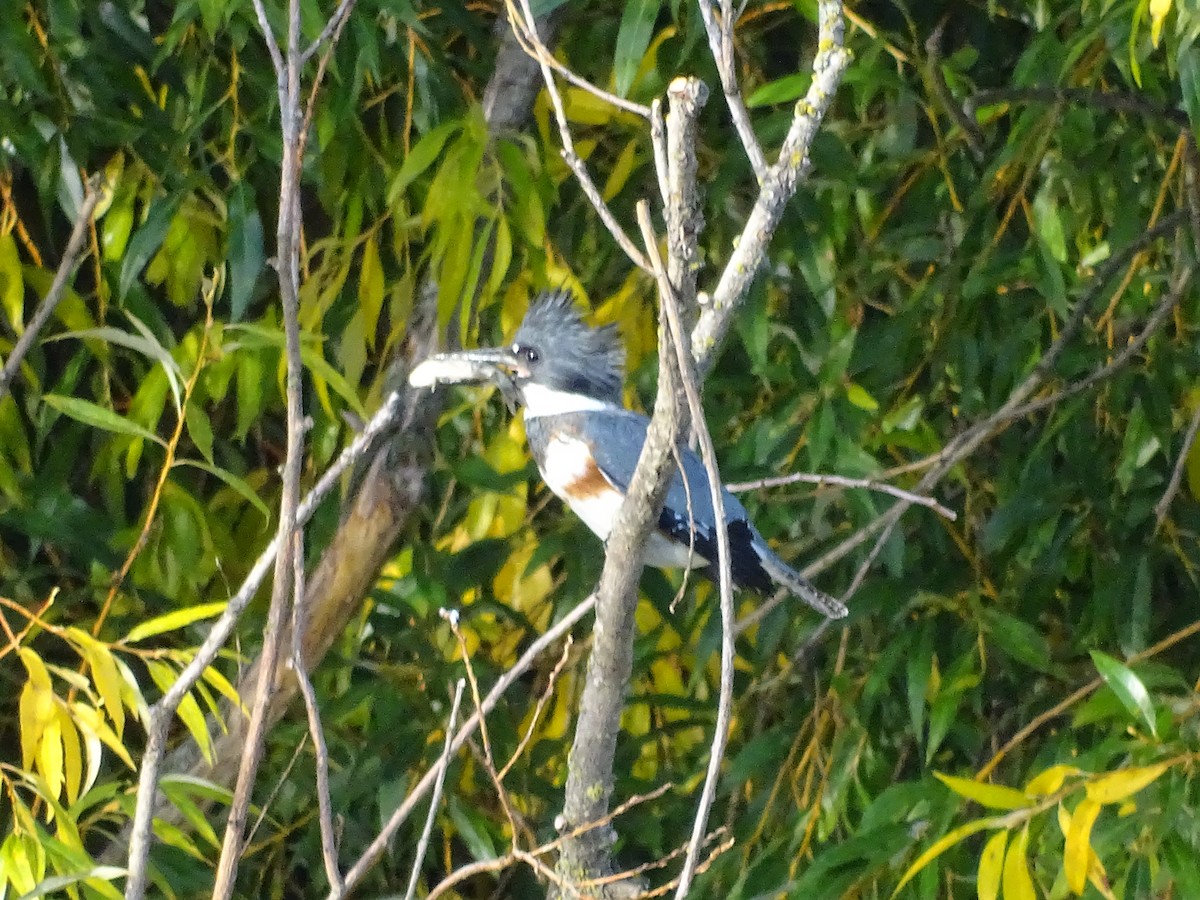 Belted Kingfisher - ML609581712